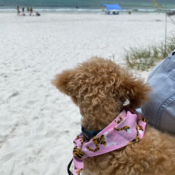 Meet your Posher, Raven. - Picture 4 of 9